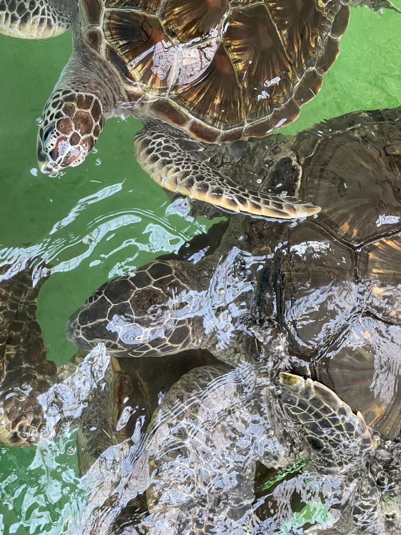 道の駅 紀宝町ウミガメ公園
